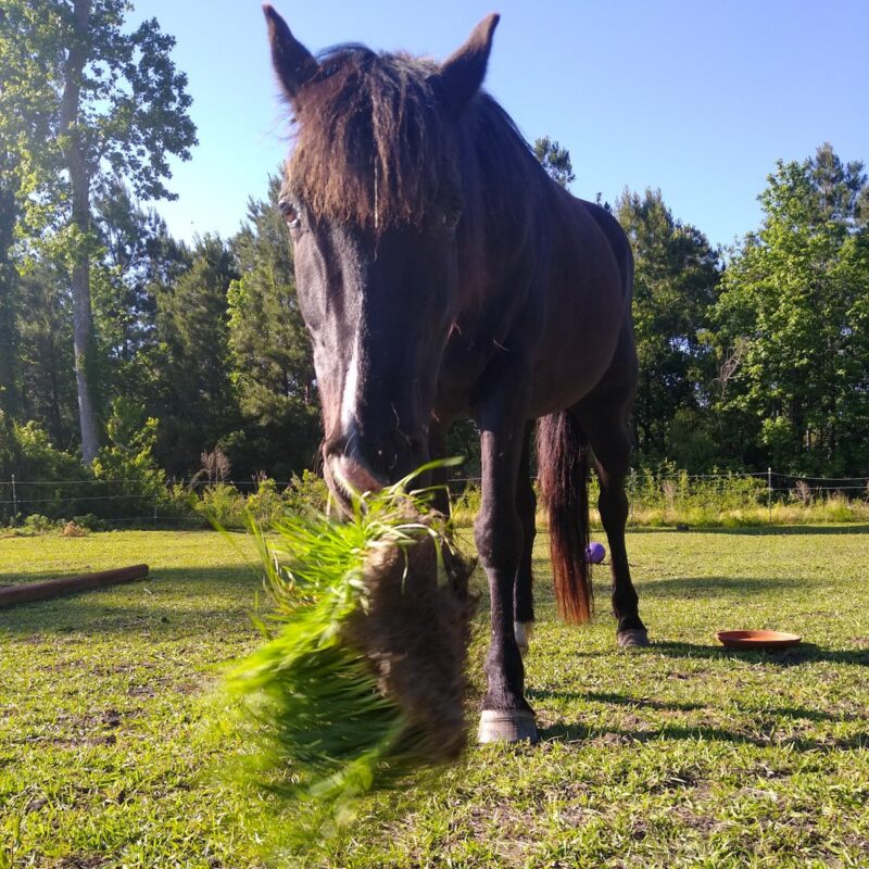 A horse eats and plays with a mat of DIY fodder.