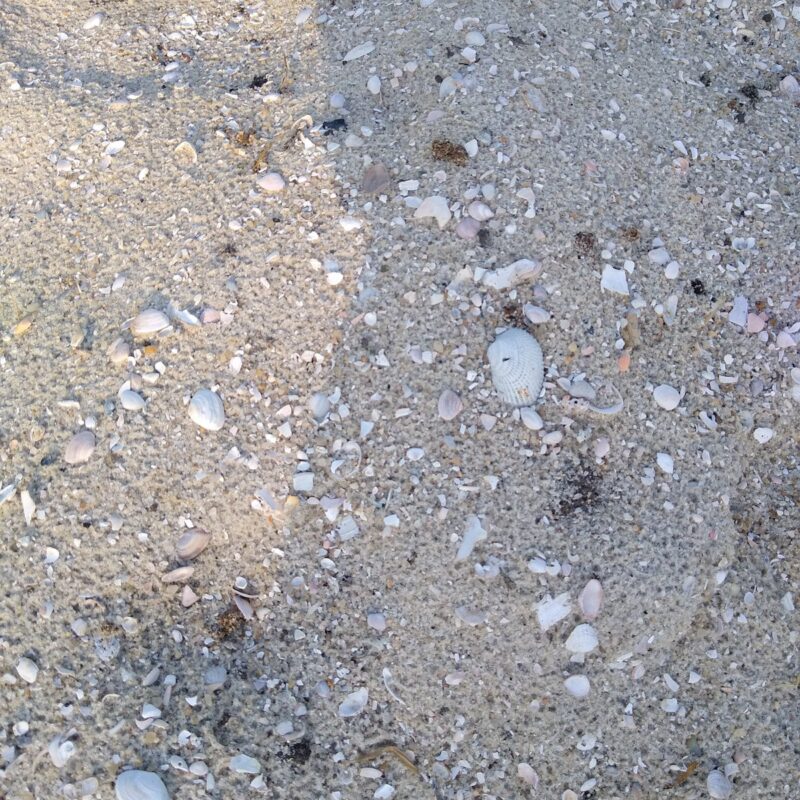 Close up of sand used in DIY horse sand station with seashells. 