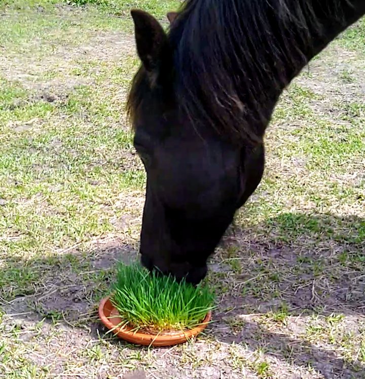 A horse eats a plate of sprouted grain DIY fodder as a treat. 
