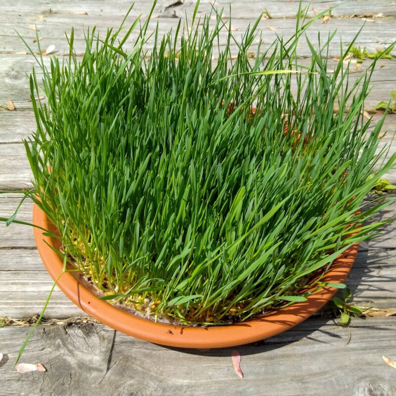 Bowl of fresh green oatgrass sprouted grains for horses.
