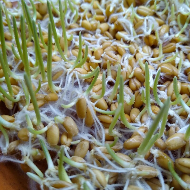 Oats in process of sprouting with white fuzzy roots and green shoots.