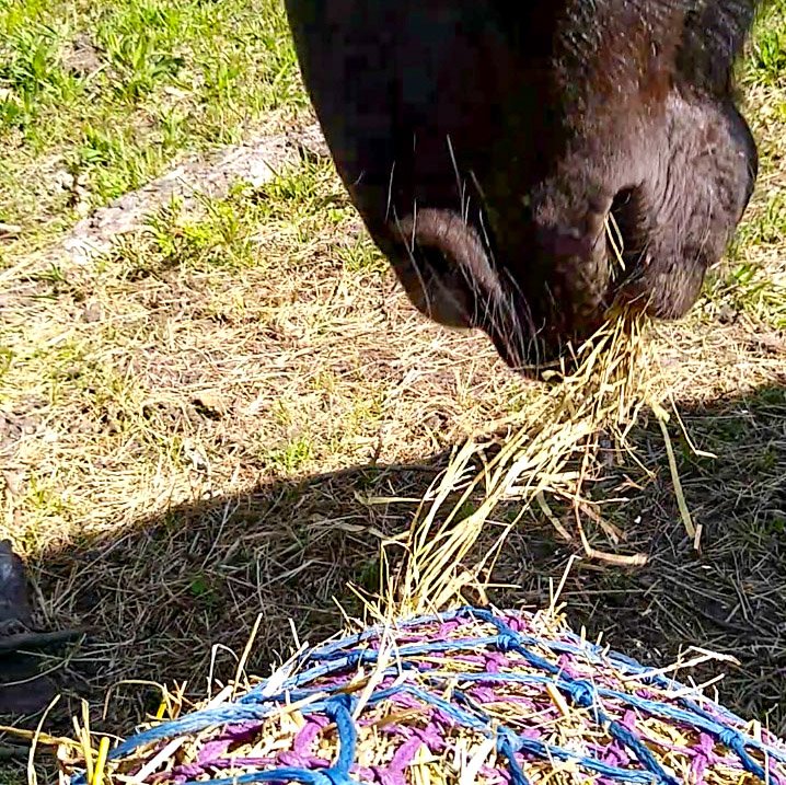 Close up of a horse eating from a hay net.