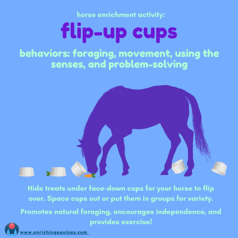 Blue infographic with purple and teal text. Text reads Horse enrichment activity: flip up cups. Behaviors: foraging, movement, using the senses, and problem solving. Hide treats under face down cups for your horse to flip over. Space cups out or put them in groups for variety. Promotes natural foraging, encourages independence, and provides exercise! 

A purple horse silhouette in profile, in center, turning over cups.