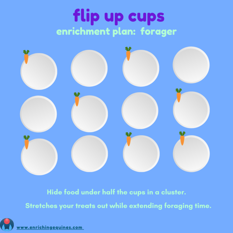 Blue infographic with purple and teal text. Text reads Flip Up Cups. Enrichment Plan: Forager. Hide food under half the cups in a cluster. Stretches your treats out while extended foraging time. 