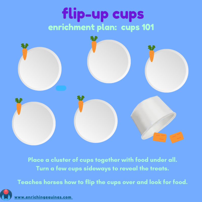 Blue infographic with purple and teal text reads Flip Up Cups Enrichment Plan: Cups 101. Place a cluster of cups together with food under all. Turn a few cups sideways to reveal the treats. Teaches horse how to flip the cups over and look for food. 