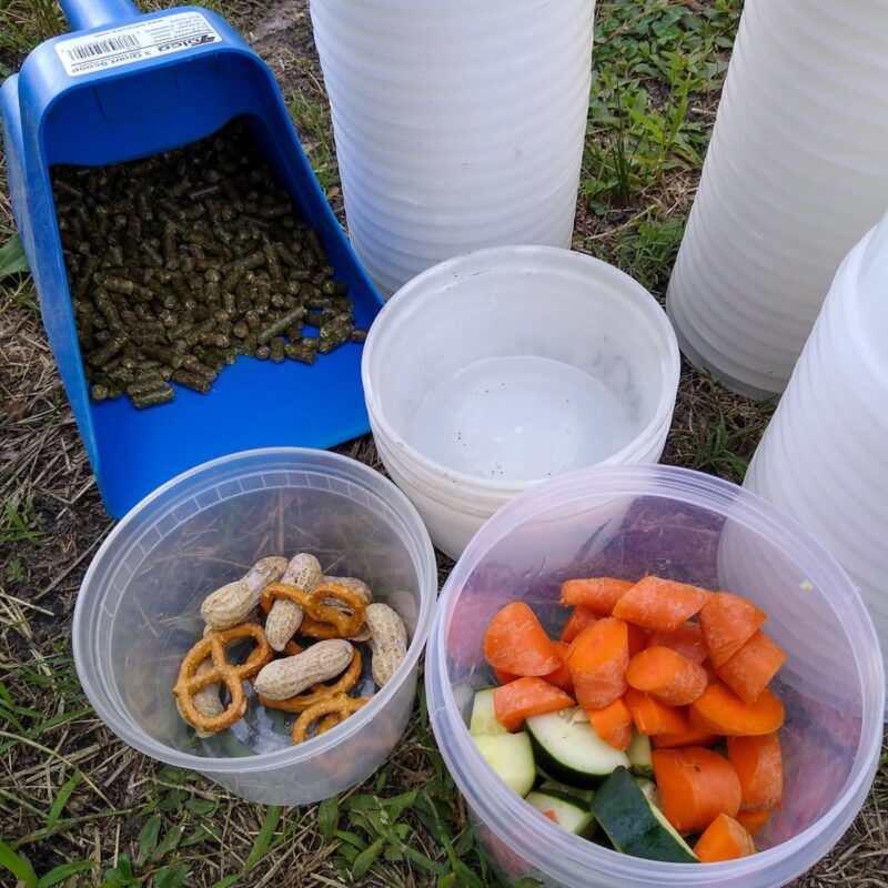 Preparing to make the horse food puzzle with stack of cups and three cups of treats. From left to right, horse feed, peanuts, carrots.