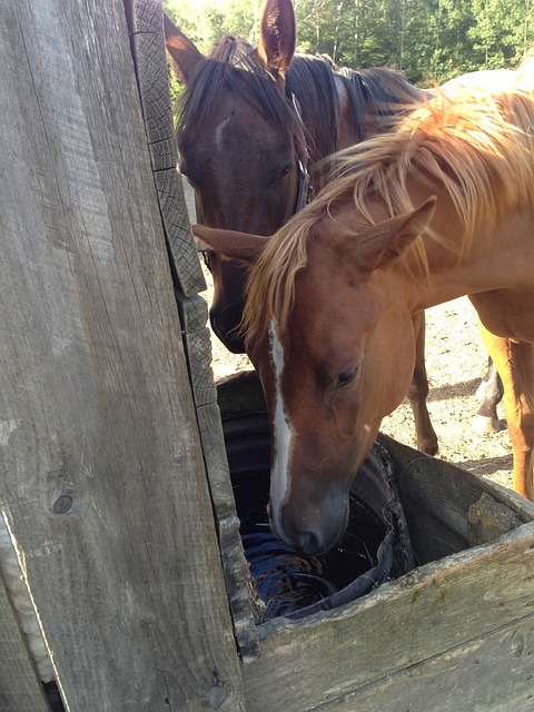 Two horses drinking water from a trough.