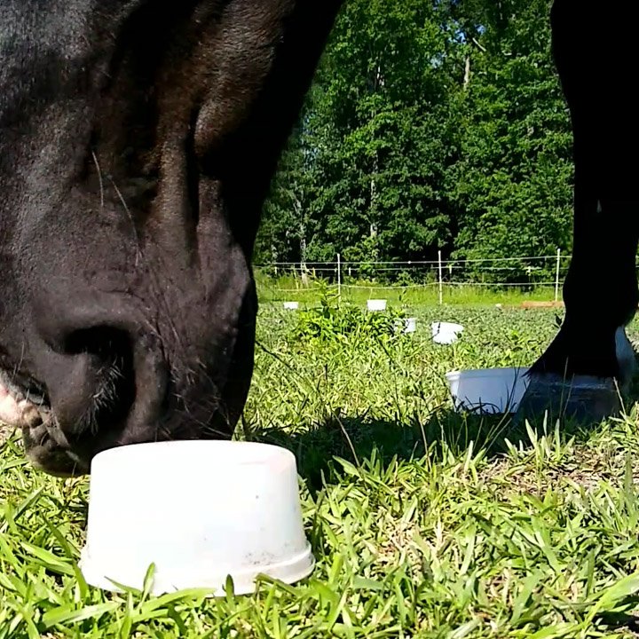 Close up of horse nose working on cup food puzzle, on a green grass background.