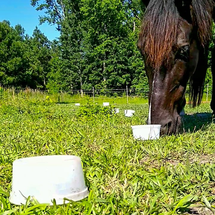 A black horse in right of frame turning over cups while solving the horse food puzzle. In foreground, a white cups conceals food.