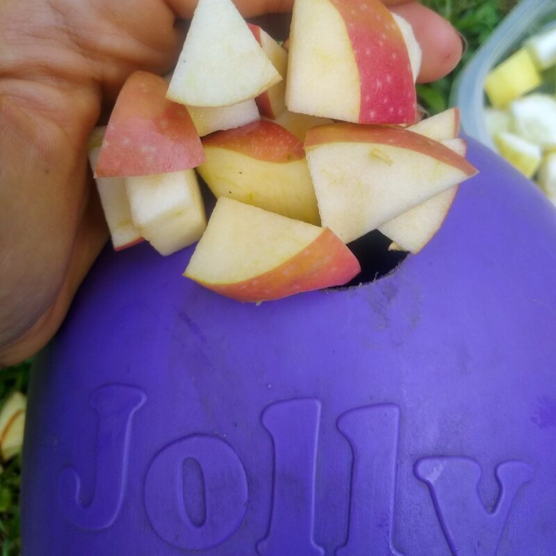 A close up of a hand dropping a handful of apple chunks into a hole in a DIY horse toy made from a Jolly Egg.