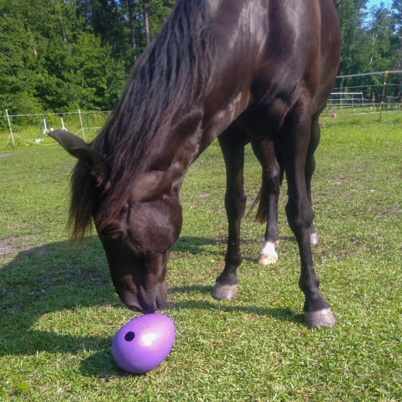 A horse using its nose to roll the DIY hay ball made from a Jolly Egg.