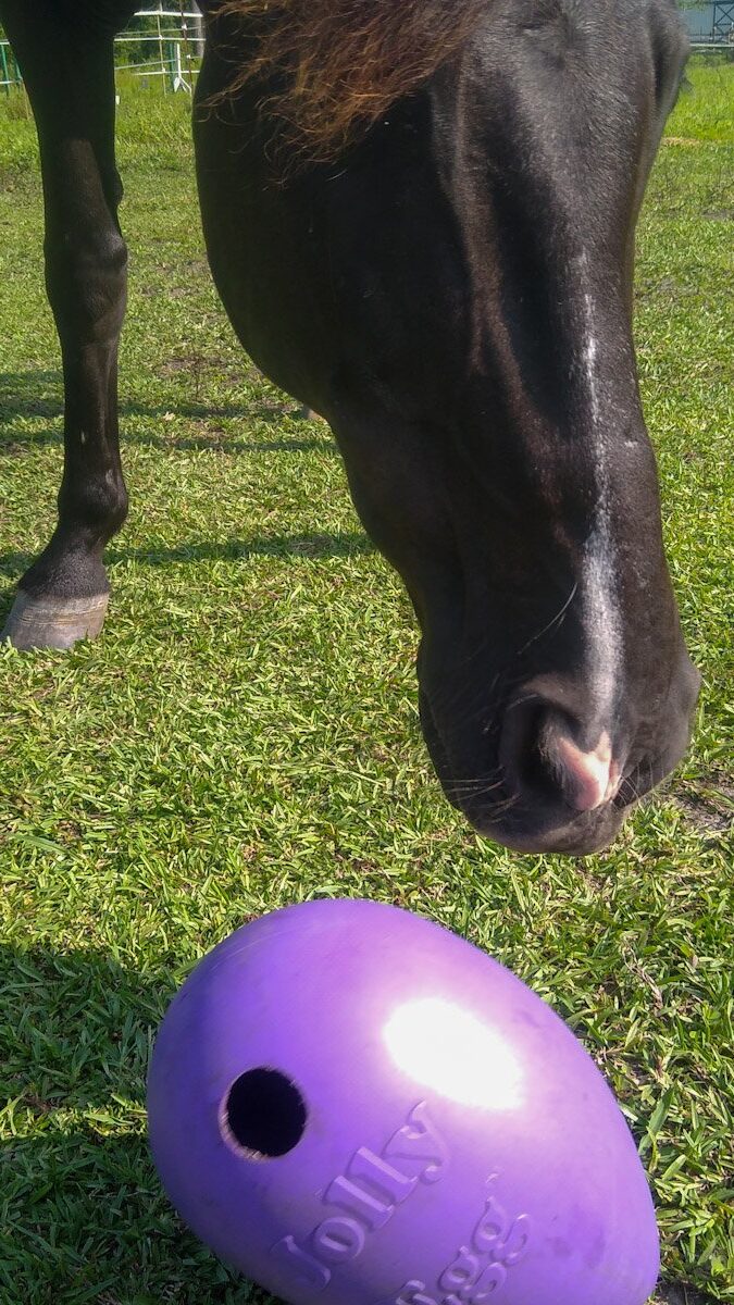 A black horse standing over a DIY treat ball made from a Jolly Egg toy.