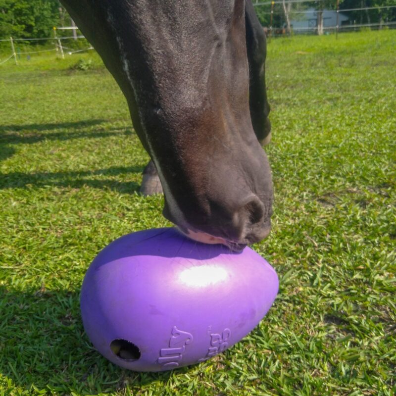 A black horse's nose nudging a purple DIY hay ball and treat feeder made from a Jolly Egg