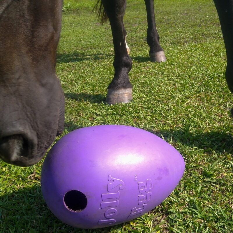 A close up photo of a horse standing over a purple Jolly Egg with one hole in the center, figuring out how to release treats from the DIY hay ball and toy.