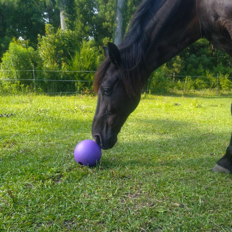 A black horse rolling a purple horse ball toy around on in a grass paddock.