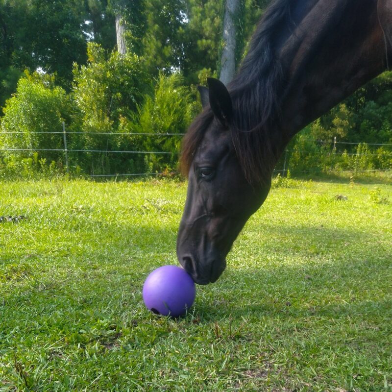 A horse overcoming fear of toys in an open grassy pasture, touching a purple ball with nose