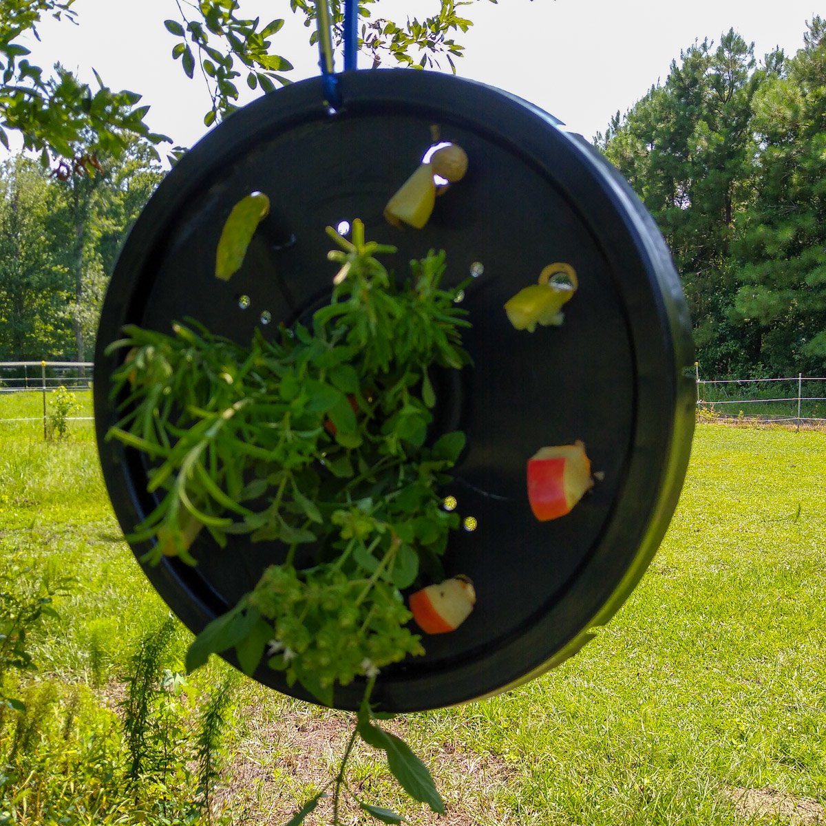 The bucket lid horse enrichment with apples, cucumbers, rosemary, oregano, and mint hanging from a tree.