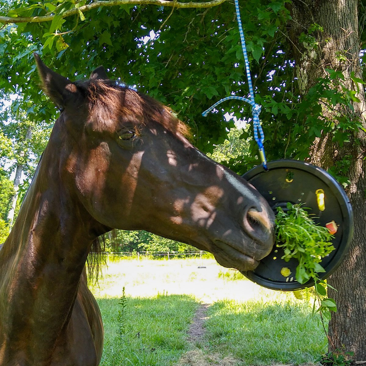 Close up of a black horse and hanging DIY horse toy made from bucket lid with horse treats inside