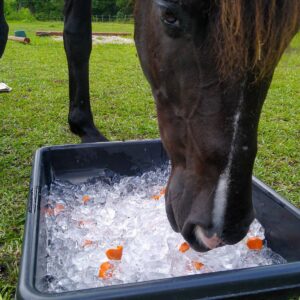 Close up of a black horse with ice enrichment tray. 