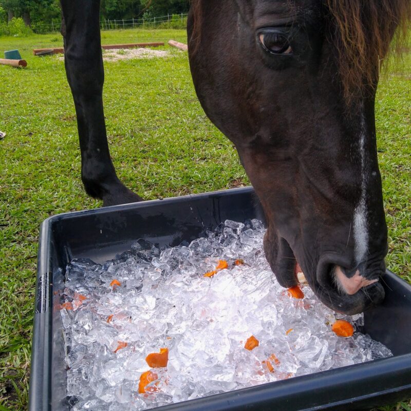 A close up of a black horse with ice enrichment tray eating carrots from ice cubes.