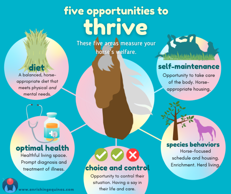 Infographic with blue background and pastel circles of information. At top, Five Opportunities to Thrive. These five areas measure your horse's welfare. A brown horse's face silhouette in center. Radiating outward are Diet, Optimal Health, Choice and Control, Species Behaviors, and Self-Maintenance.