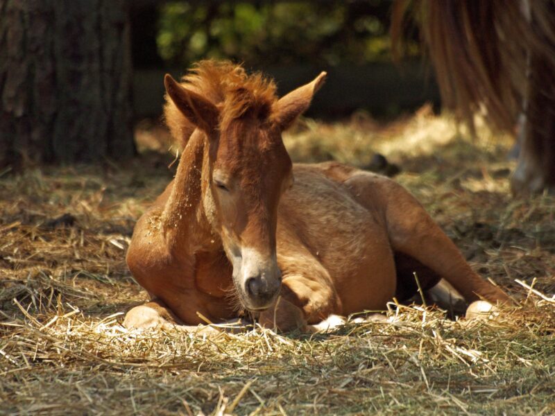 brown horse lying on ground