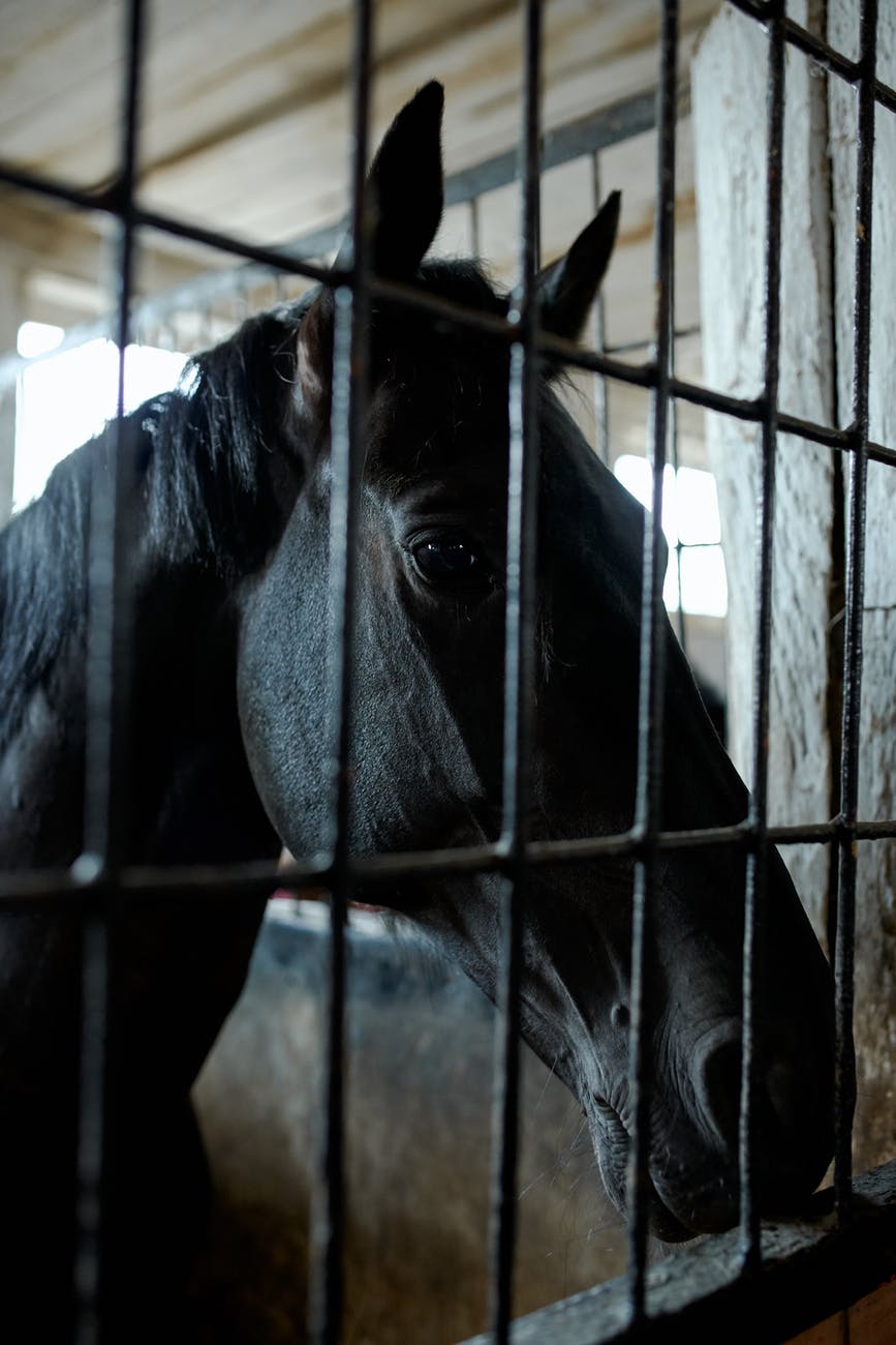 A black horse seen behind metal bars.
