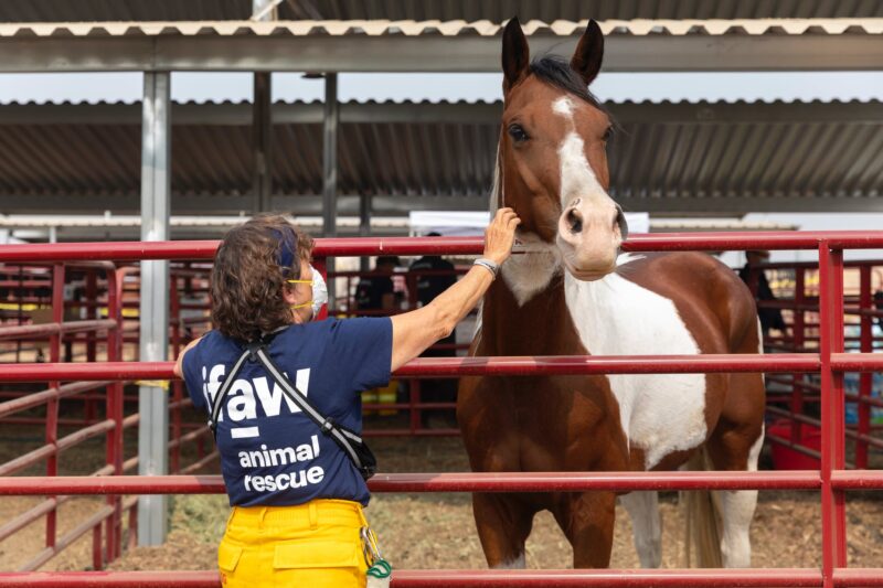 An animal rescue worker on front side of a red fence panel and pinto horse on other side.