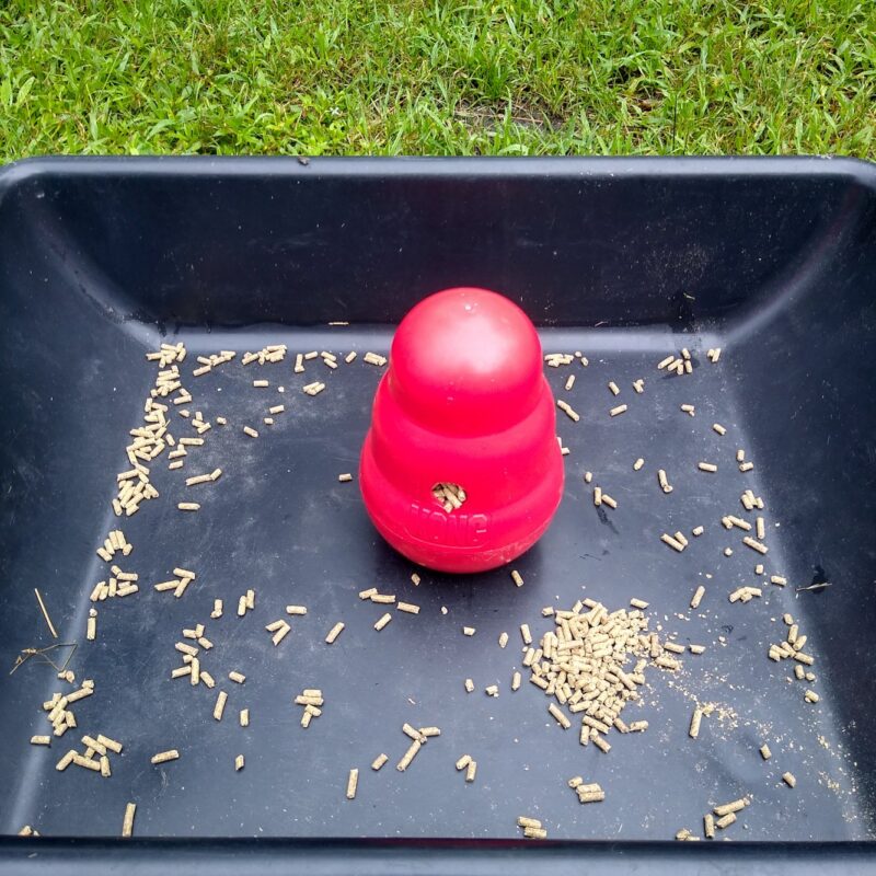 A red Kong Wobbler toy in a black pan with horse feed surrounding it is a good example of a safe horse toy.