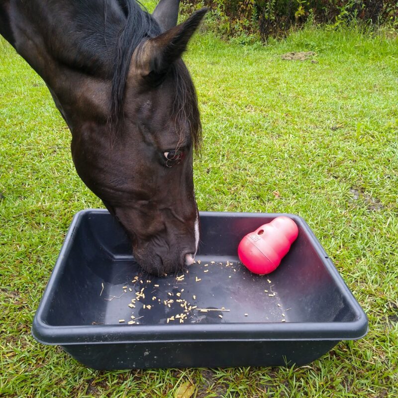 A horse with opportunity to thrive by expressing behaviors plays with a red Kong Wobbler in a black tray.