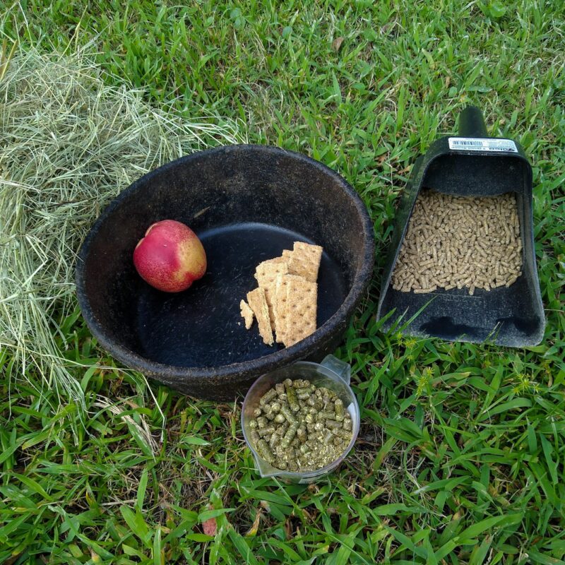 Treats and feed ready to go into the horse cardboard toy puzzle: a peach, graham crackers, ration balancer feed, hay pellets, and hay. 