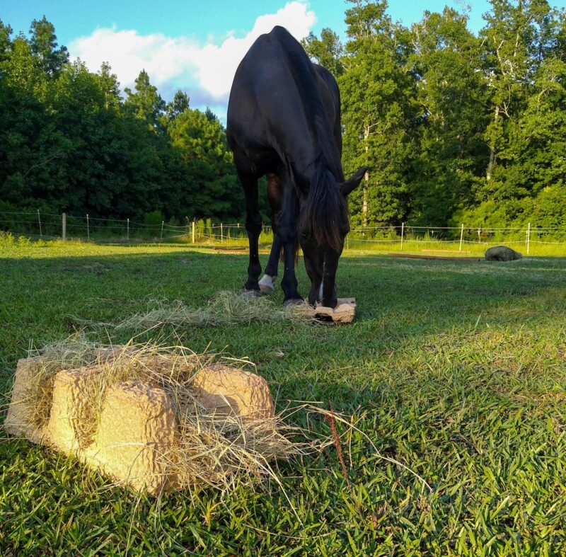 A black horse on a green grass background, using the cardboard toys for enrichment. A cardboard horse toy in foreground has not been used yet.