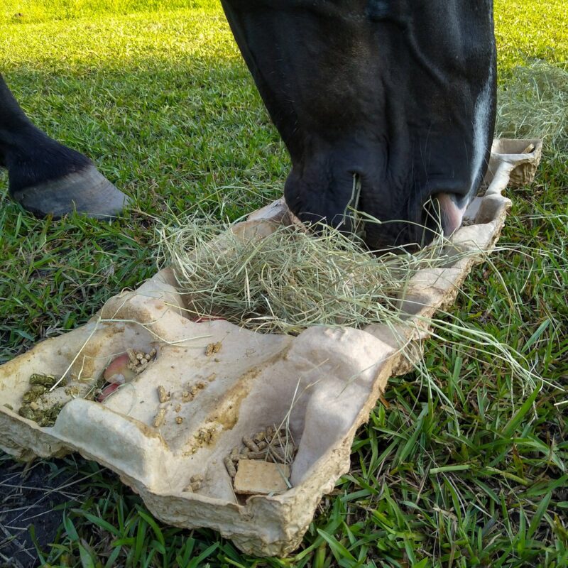 A hard to ignore horse toy made of cardboard with treats and hay inside.