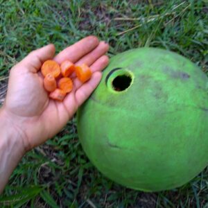 A hand in foreground holding orange carrot chunks above a green DIY treat ball for horses.