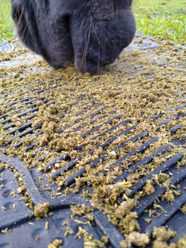 Close up of rubber floor mat feeder with horse feed and a horse's nose in background.