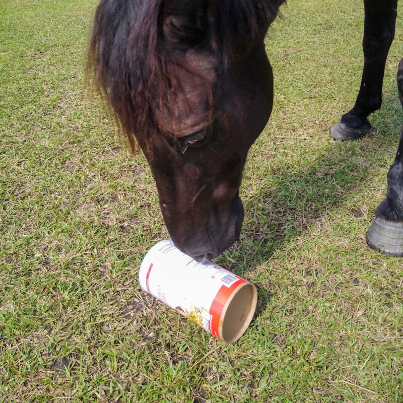 A horse sniffs a treat roller toy made from an oatmeal canister.
