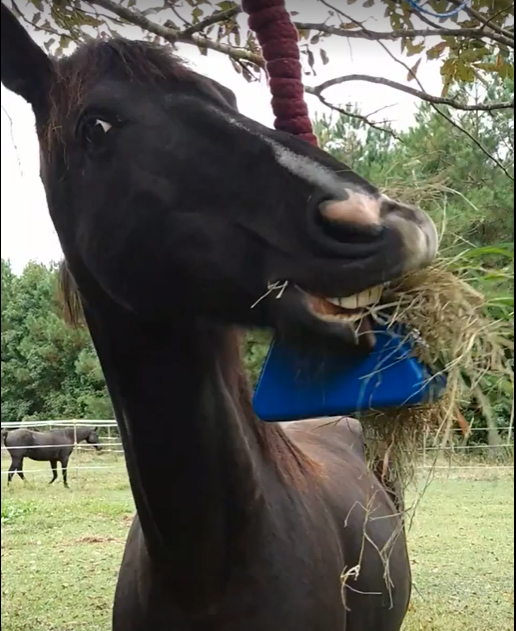 A black horse faces the camera while playing with equine enrichment, a hanging blue triangle shaped toy containing hay and carrot slices. 