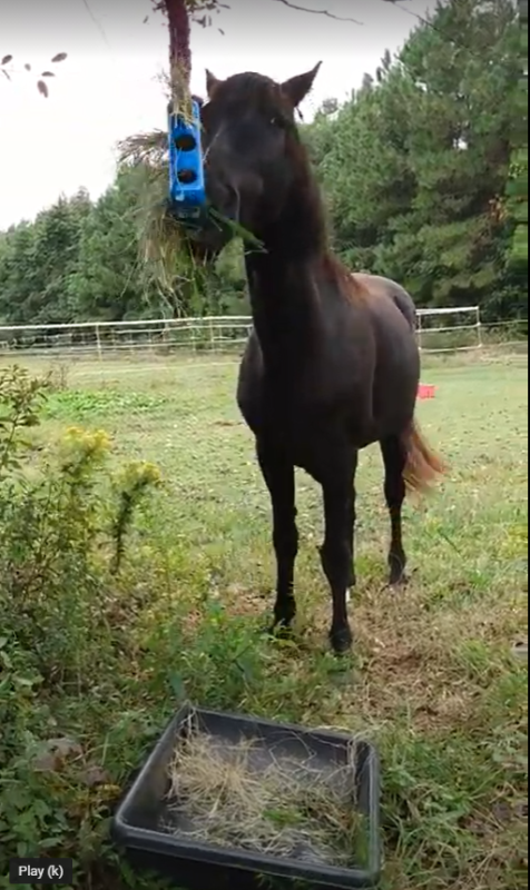A black horse playing with the DIY swinging toy  to get treats and hay.