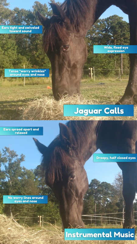 A poster of two horse expressions. The top half reads "Jaguar Calls" and boxes reading "Ears tight and swiveled toward sound." "Tense worry wrinkles around eyes and nose." "Wide fixed eyes and expression."  Bottom image shows relaxed horse with boxes that read "Instrumental Music." "Ears spread apart and relaxed. Droopy, half closed eyes. No worry lines around eyes and nose."
