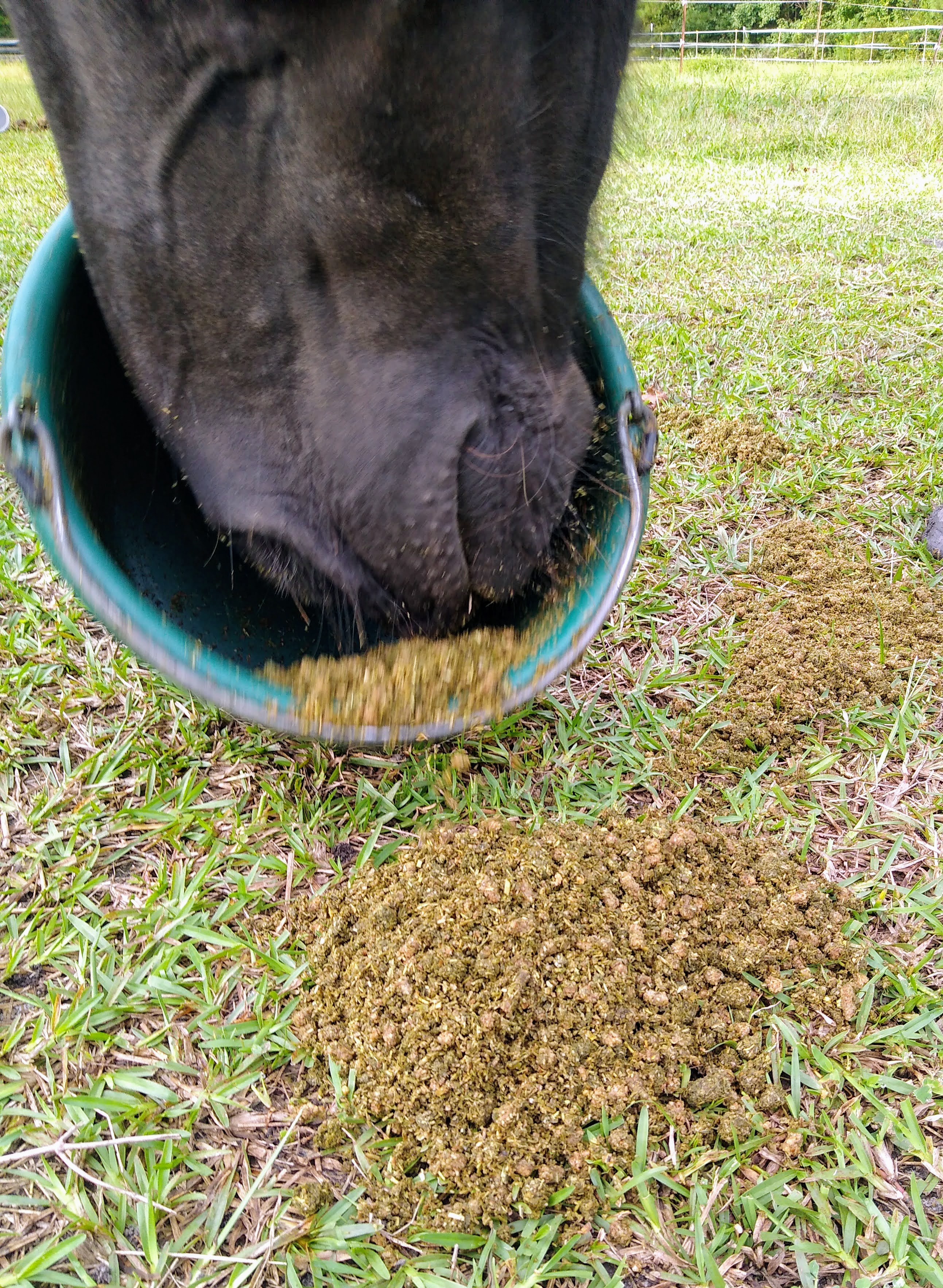 A horse's nose and mouth in the act of pushing feed out of a feed bucket. Spilled feed surrounds the bucket.