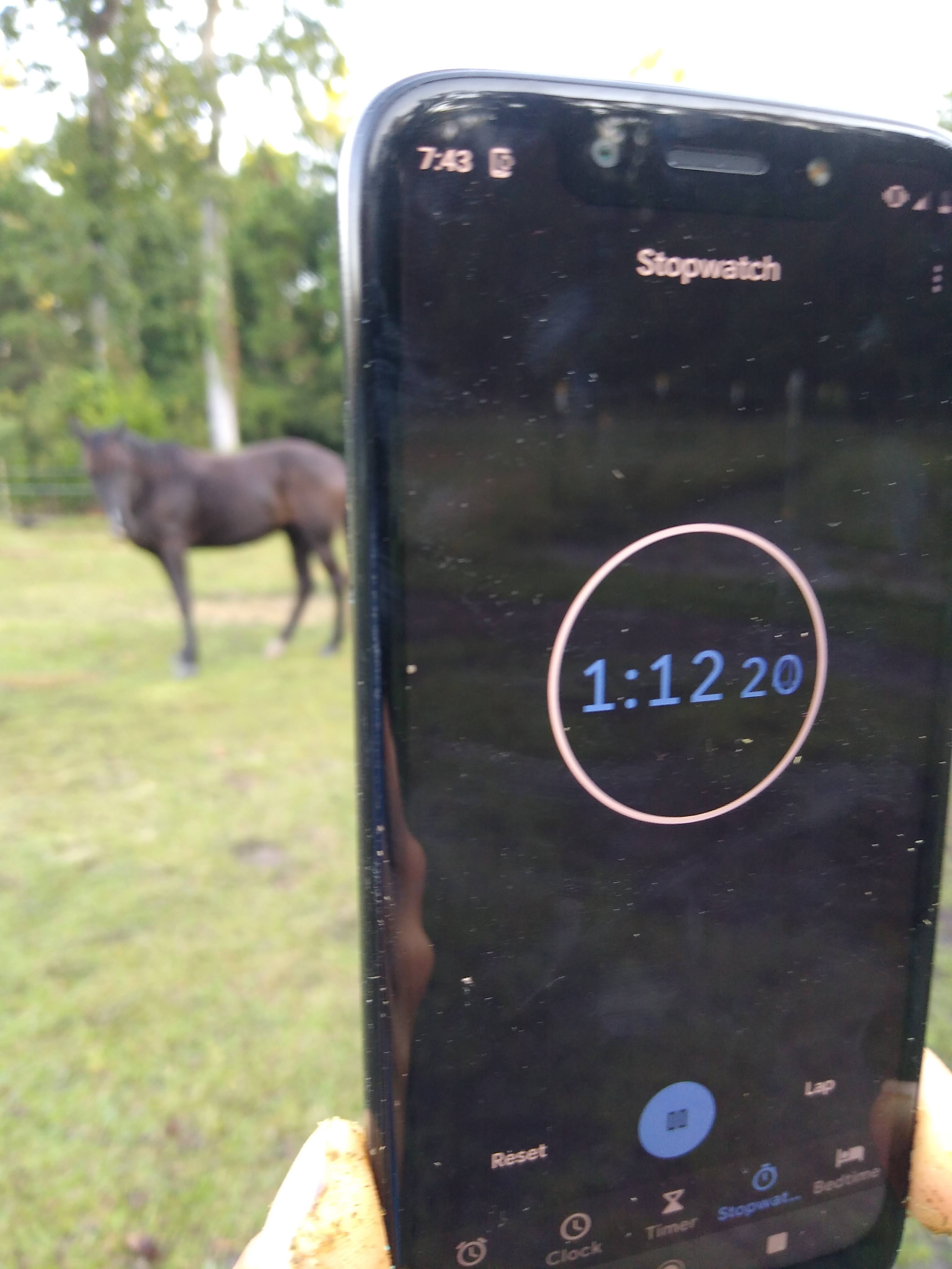 A close up view of a mobile phone with stopwatch app. A horse is out of focus in the background.