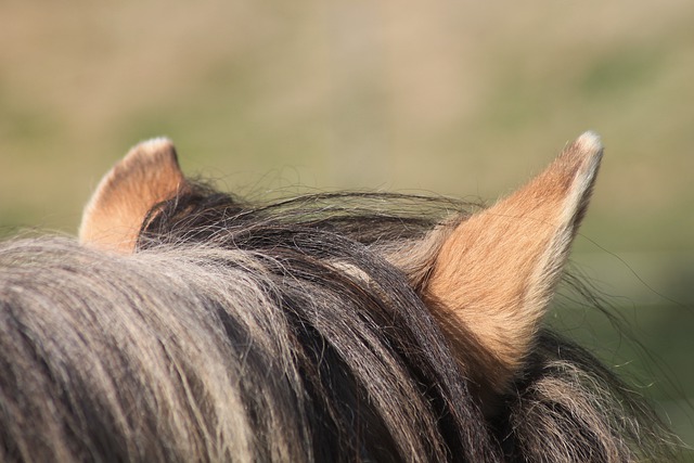 Buckskin horse ears turned away from camera, listening to sounds or music.