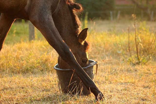 A young horse eating feed from a bucket.