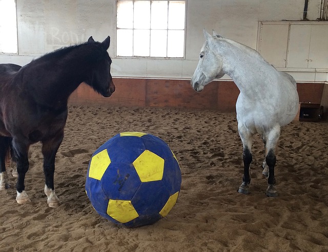 Two horses in a sand arena standing on either side of a Horsemans Pride large yoga ball toy for horses.