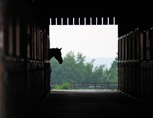 A barn aisle in shadow with horse head looking out from stall