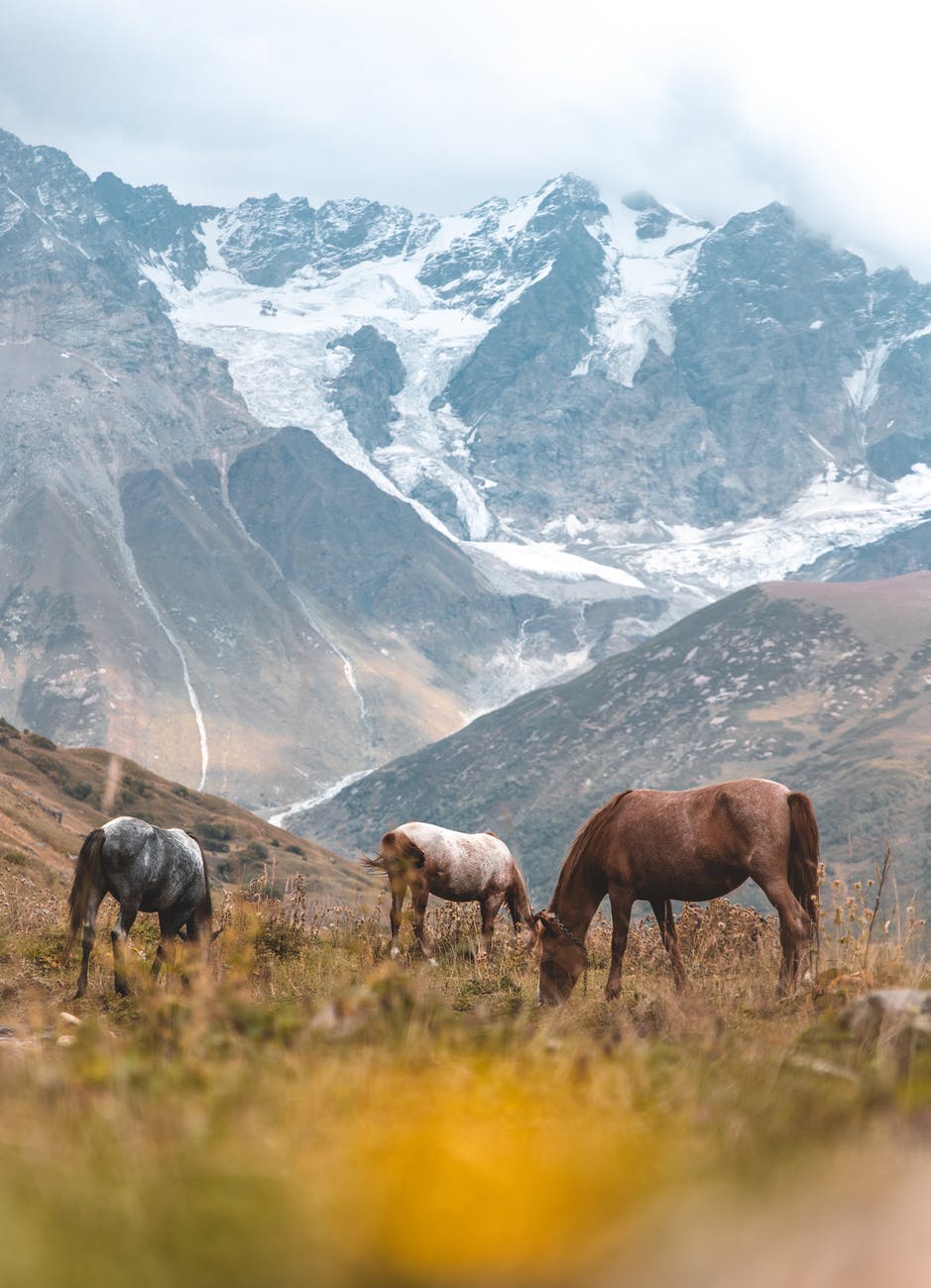 scenic photo of snow capped mountains during daytime with grazing wild horses