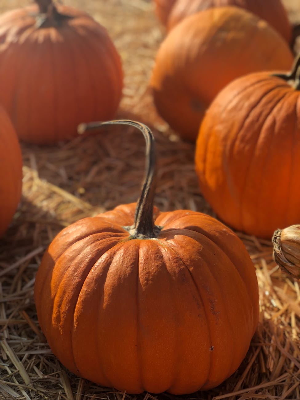 orange pumpkins on hay field could be cut up and given to horses