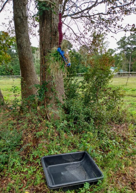 Wide shot of the horse toy hanging from a tree about two meters above a black pan to catch horse treats. Brush and leaves are around the tree.