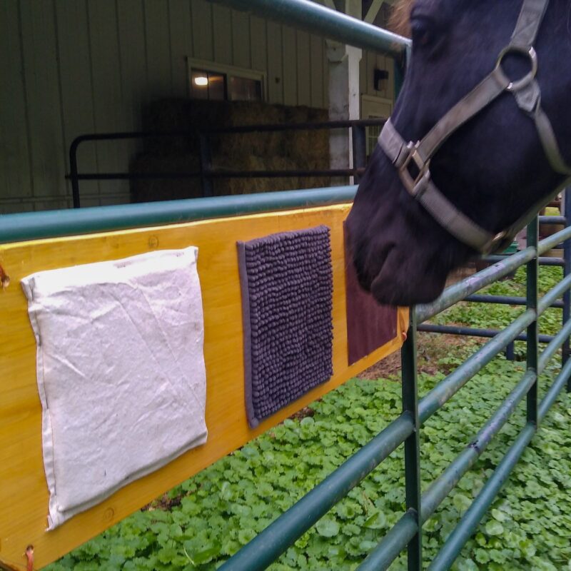 A black horse examines the textured board attached to a green round pen panel.
