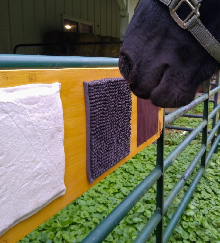 A horse using the stall enrichment board for sensory enrichment